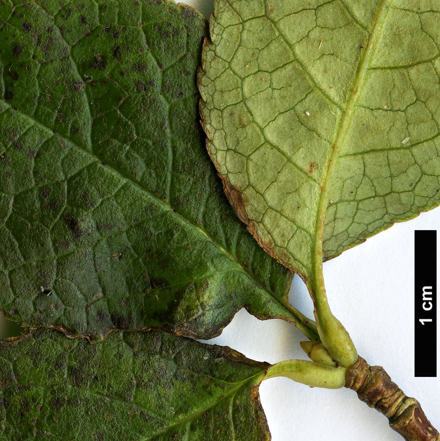 High resolution image: Family: Rosaceae - Genus: Sorbus - Taxon: verticillata